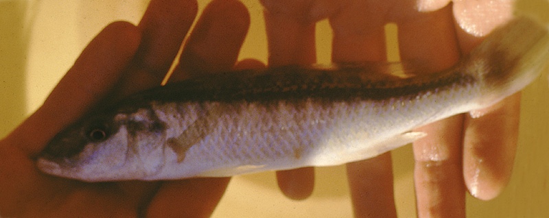 Mylochromis sp. 'torpedo elongate' Senga Bay